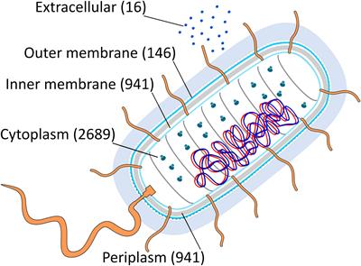 A hypothesis about the influence of oxidative stress on amino acid protein composition during evolution